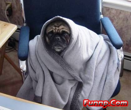 1106107415-funny_sick_dog_with_blanket.jpg