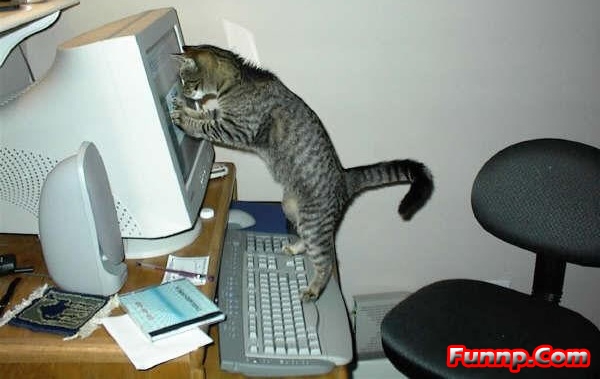 [تصویر:  1257606706-funny_cat_playing_on_computer.jpg]