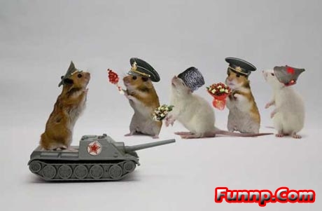 1431017265-funny_army_hamster_on_tank.jp